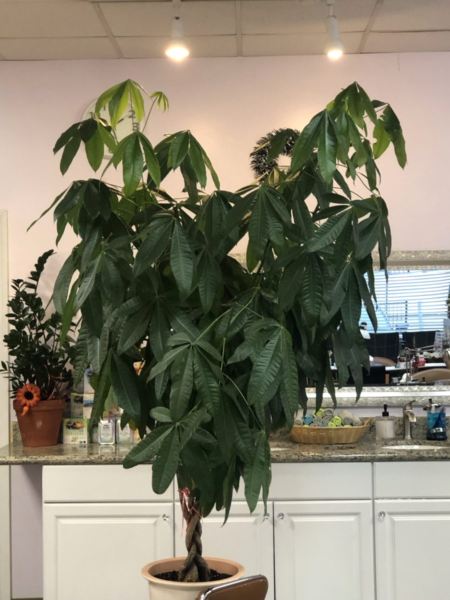 Salon plant